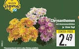 Chrysanthemen bei EDEKA im Ruhmannsfelden Prospekt für 2,49 €