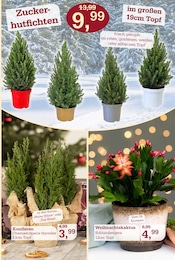 Aktueller Garten-Center Nordharz GmbH & Co. KG Prospekt mit Zucker, "FRÖHLICHE ADVENTSZEIT", Seite 5
