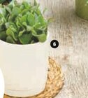 Succulentes dans le catalogue Hyper U