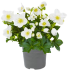 Christrose Angebote bei Kaufland Marl für 3,99 €