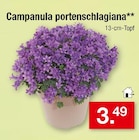 Campanula portenschlagiana für 3,49 € bei Zimmermann im Angebot Campanula portenschlagiana im aktuellen Zimmermann Prospekt