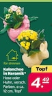 Kalanchoe in Keramik im aktuellen Netto mit dem Scottie Prospekt
