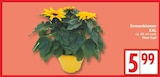 Sonnenblumen XXL für 5,99 € bei EDEKA im Angebot Sonnenblumen XXL im aktuellen EDEKA Prospekt