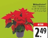 EDEKA Thalheim - Weihnachtsstern Angebot im Prospekt Weihnachtsstern bei EDEKA im Thalheim Prospekt für 2,49 €