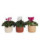 Cyclamen - Carrefour Cyclamen à 4,99 € dans le catalogue Carrefour