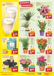 Aktueller Netto Marken-Discount Prospekt mit Tasse, "Aktuelle Angebote", Seite 37
