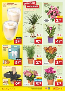 Hortensie im Netto Marken-Discount Prospekt "Aktuelle Angebote" mit 53 Seiten (Mannheim)