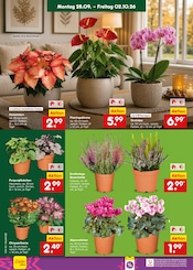 Stauden im Netto Marken-Discount Prospekt in Mettmann Aktueller Netto Marken-Discount Prospekt mit Stauden, "Aktuelle Angebote", Seite 6