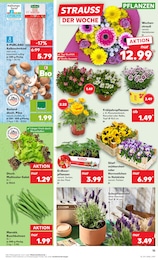 Lavendel Angebot im aktuellen Kaufland Prospekt auf Seite 15