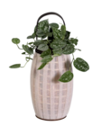 Scindapsus lanterne en promo chez Lidl Nanterre à 19,99 €