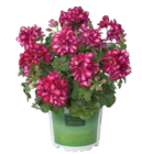 Geranien Selektion im Pflanzen Kölle Prospekt zum Preis von 3,33 €