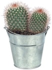 Mini cactée en seau zinc dans le catalogue Lidl
