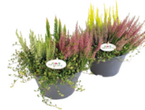 Raiffeisenmarkt - Herbstdekoschale „Skylife“ Angebot im Prospekt Herbstdekoschale „Skylife“ bei Raiffeisenmarkt im Prospekt "" für 11,99 €