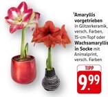 Amaryllis im Angebot bei E center in Leonberg Amaryllis Angebote bei E center Leonberg für 9,99 €