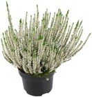 Aktuelles Calluna »Beauty Ladies« Angebot bei REWE in Bielefeld ab 5,49 €