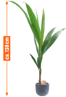 KOKOSPALME (COCOS NUCIFERA) Angebote bei OBI Schorndorf für 12,99 €