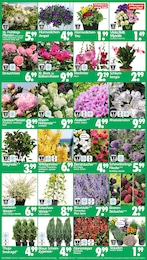 Wreesmann Magnolie im Prospekt Wreesmann Magnolie im Prospekt