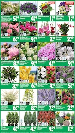 Aktueller Wreesmann Prospekt mit Stauden, "DEIN SAISON- & SONDERPOSTENMARKT!", Seite 3