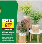 toom Baumarkt Bretten - Fächerahorn Angebot im Prospekt Fächerahorn bei toom Baumarkt im Bretten Prospekt für 9,99 €