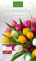 Tulpen Angebot im aktuellen Pflanzen Kölle Prospekt auf Seite 1