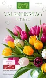 Tulpen Angebote im Prospekt "VALENTINSTAG" von Pflanzen Kölle auf Seite 1