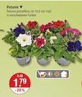 Petunie für 1,79 € bei V-Markt im Angebot Petunie im aktuellen V-Markt Prospekt