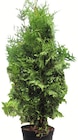 Thuja Brabant Angebote bei Wreesmann Cottbus für 4,99 €