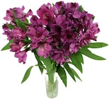 Angebot im Penny Stendal (Hansestadt) Prospekt Penny Stendal (Hansestadt) Prospekt mit  im Angebot für 2,59 €