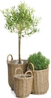 Rattan-Pflanzkorb mit Griff für 8,99 € bei Netto mit dem Scottie im Angebot Rattan-Pflanzkorb mit Griff im aktuellen Netto mit dem Scottie Prospekt