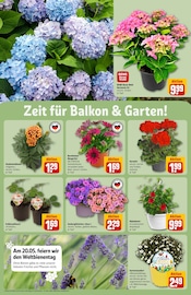 Stauden im REWE Prospekt in Ingolstadt Aktueller REWE Prospekt mit Stauden, "Dein Markt", Seite 32