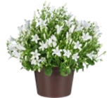 Blühpflanzen im aktuellen Kaufland Prospekt