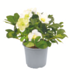 toom Baumarkt Altheim - Christrose Angebot im Prospekt Christrose bei toom Baumarkt im Altheim Prospekt für 6,99 €