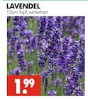 Wreesmann Görlitz - Lavendel Angebot im Prospekt Lavendel bei Wreesmann im Görlitz Prospekt für 1,99 €