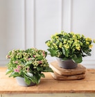 Kalanchoe en promo chez Hyper U Saintes à 9,99 €