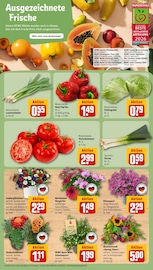 Blumen im REWE Prospekt in Aschaffenburg Aktueller REWE Prospekt mit Blumen, "Dein Markt", Seite 7