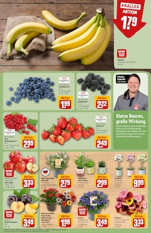 Pflanzen im aktuellen REWE Prospekt (Mönchengladbach) Pflanzen im REWE Prospekt "Dein Markt" mit 32 Seiten (Mönchengladbach)