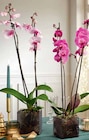 Phalaenopsis 2 tiges pot 12 cm en promo chez Intermarché Nantes à 8,99 €