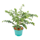 Netto Marken-Discount Riegel - Eukalyptus Angebot im Prospekt Eukalyptus bei Netto Marken-Discount im Riegel Prospekt für 3,49 €