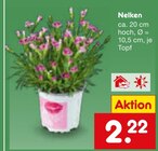 Nelken  im aktuellen Netto Marken-Discount Prospekt für 2,22 €