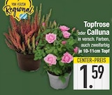 Topfrose im EDEKA Prospekt Topfrose von im aktuellen EDEKA Prospekt für 1,59 €