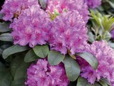 Rhododendron von  im aktuellen Kiebitzmarkt Prospekt für 14,99 €
