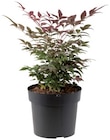 Bambou nain (Nandina) en promo chez Lidl Reims à 7,99 €