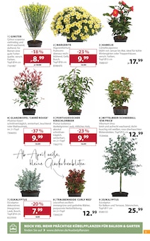Kirschlorbeer im Dehner Garten-Center Prospekt "Aktuelle Angebote" mit 16 Seiten (Nürnberg)