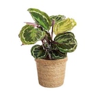 BOTANIC®-Calathea avec cache-pot en céramique - diamètre 14 cm - BOTANIC® dans le catalogue Botanic