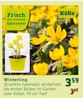 Winterling von  im aktuellen Pflanzen Kölle Prospekt für 3,59 €