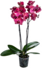 Orchidee gelb Angebote bei Kaufland Hannover für 9,99 €