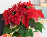 Poinsettia pot 12 cm en promo chez Intermarché Courbevoie à 3,99 €