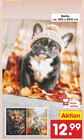 Decke mit Tiermotiv von  im aktuellen Netto Marken-Discount Prospekt für 12,99 €