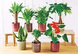 Plantes vertes ou fleuries dans le catalogue Super U