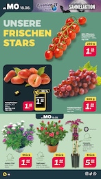 Tomaten im Netto mit dem Scottie Prospekt Günstig. Besser. Für Dich. auf S. 2